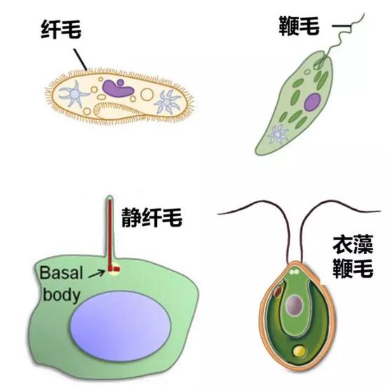 所以,很长一段时间以来,人们认为纤毛属于一种退化的细胞器.
