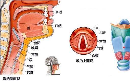 人声带组织在实验室培养成功