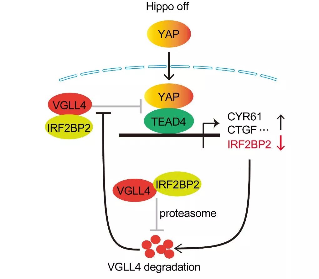 irf2bp2与hippo信号通路介导的反馈环路调控肝癌发展的机制图 张雷