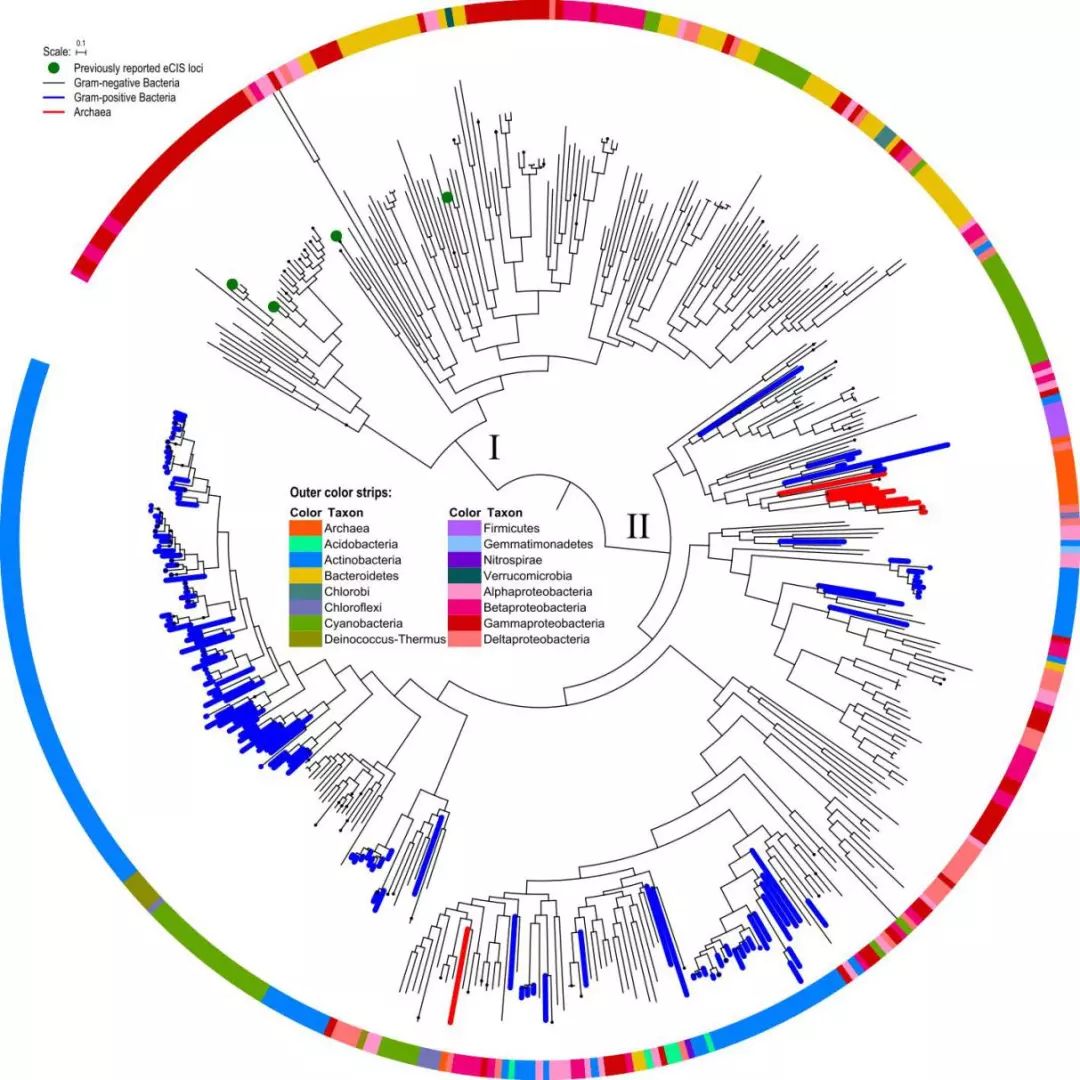 基于分子进化的ecis谱系划分及其细菌种类分布