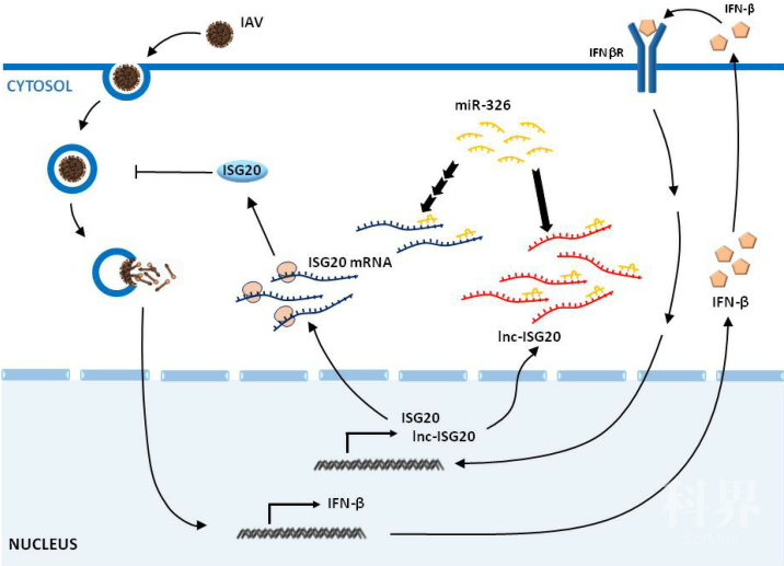 lncrna-isg20调控流感病毒的作用靶点及其抑制流感病毒复制的分子机制