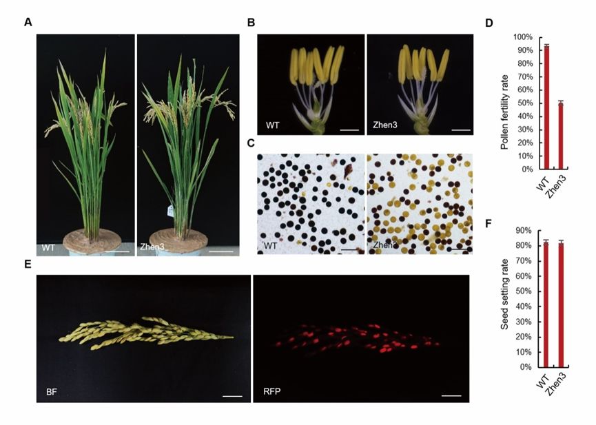 发育后期特异表达基因(oslsp)及其启动子,成功构建水稻花粉败育系统