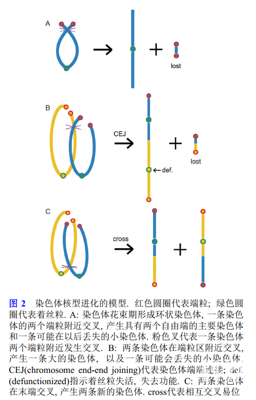 染色体数目减少及b染色体产生的进化基因组学模型"的综述文章