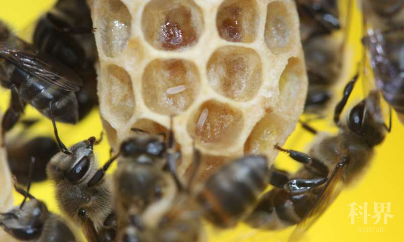 海角工蜂在蜂后巢室中产卵.