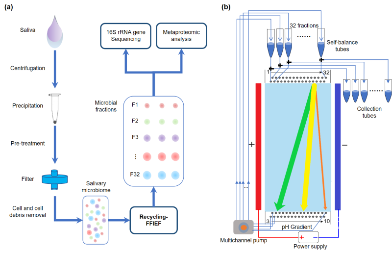 (free-flow isoelectric focusing