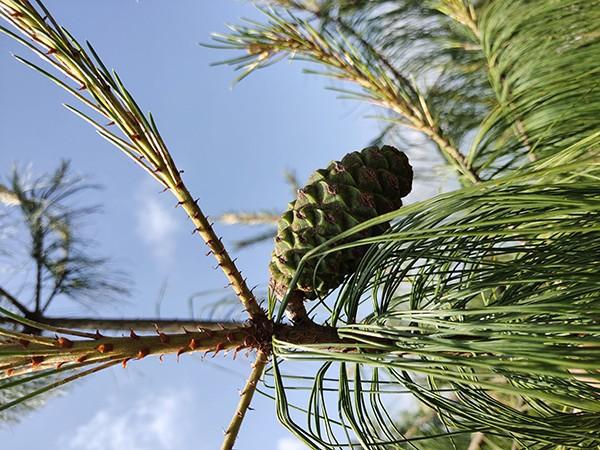 迁地保护见效巧家五针松在昆明植物园首次结实