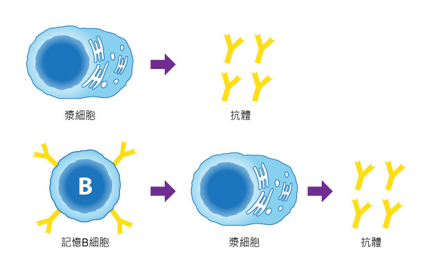 揭示b细胞在脑膜中是怎样被筛选的