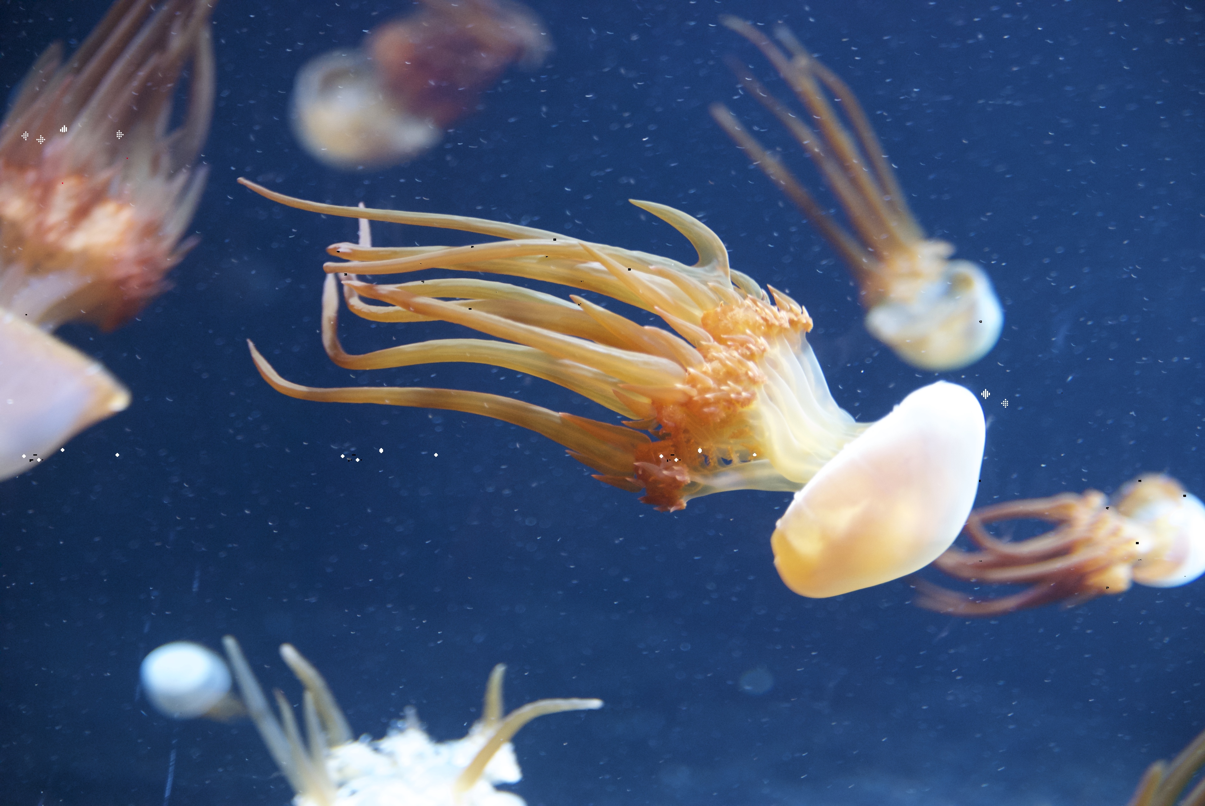 Rhopilema_esculentum_at_Monterey_Bay_Aquarium.jpg