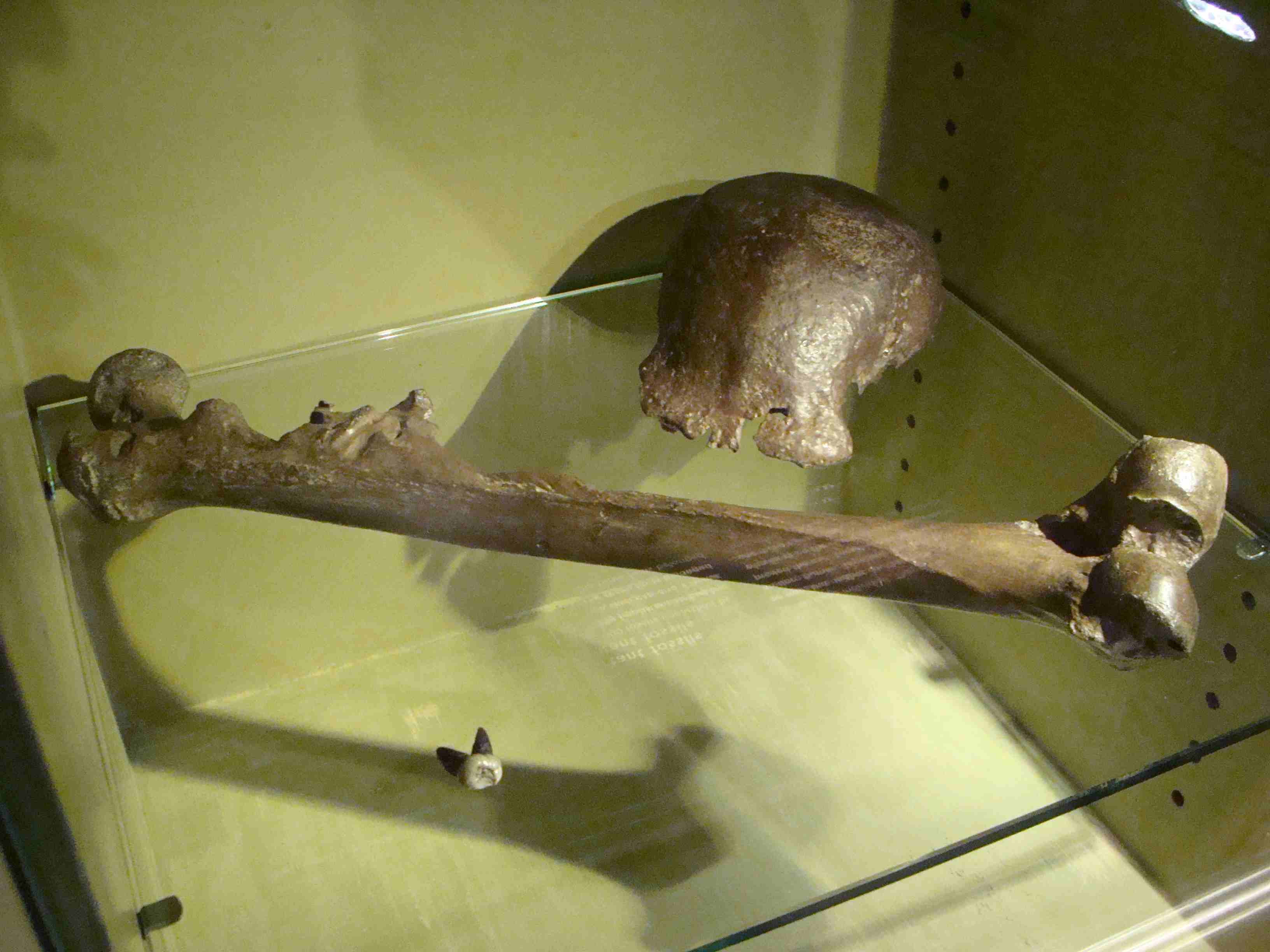 Pithecanthropus_erectus-PeterMaas_Naturalis_副本.jpg