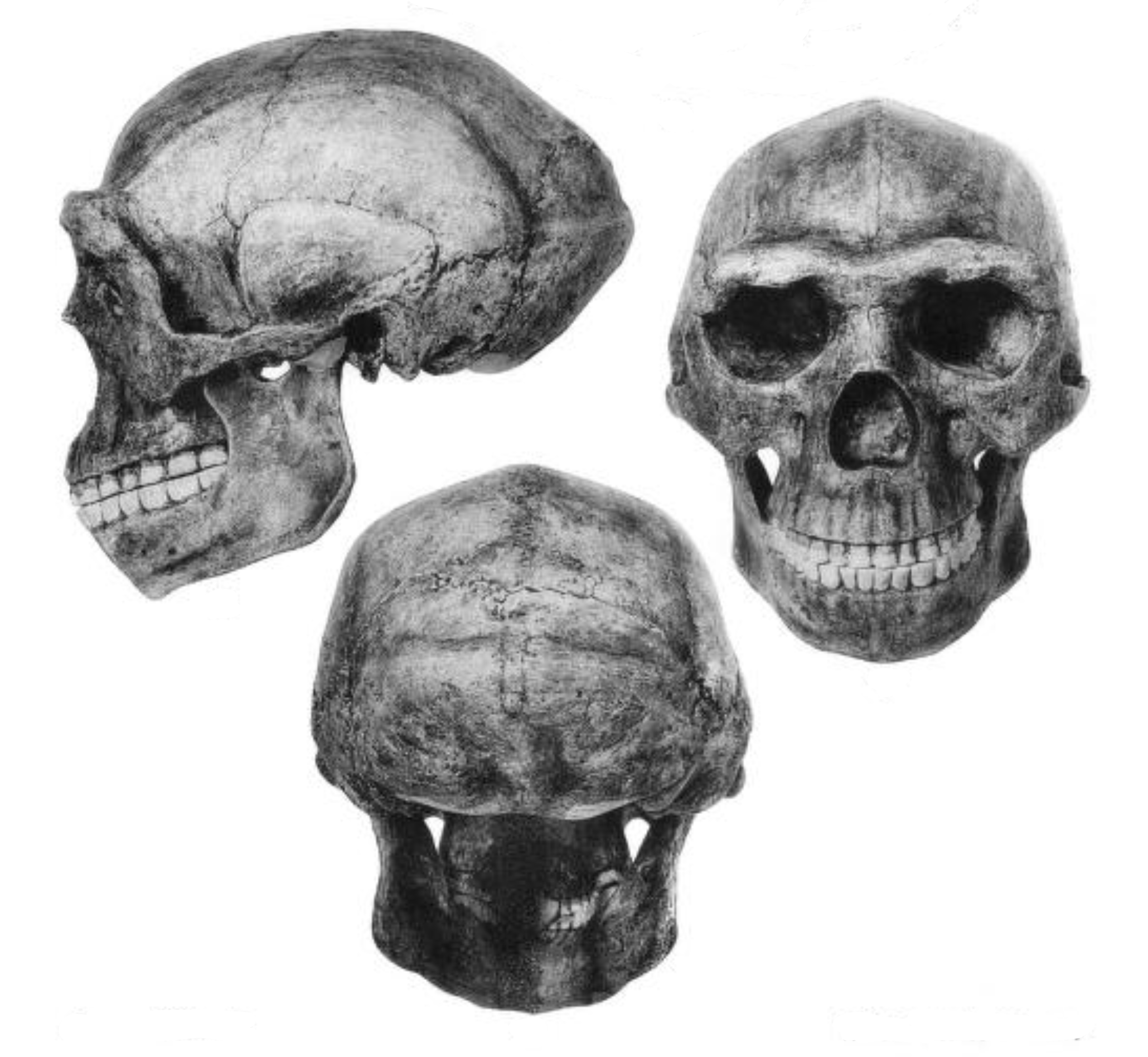 Peking_Man_Weidenreich.png