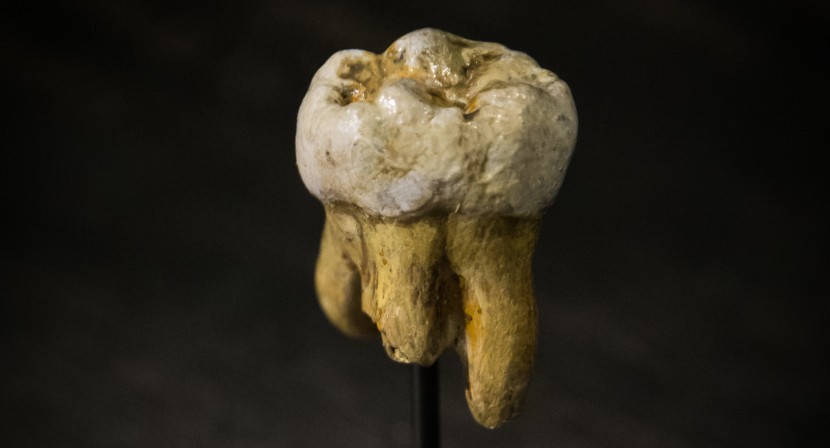 Denisova_Molar_副本.jpg
