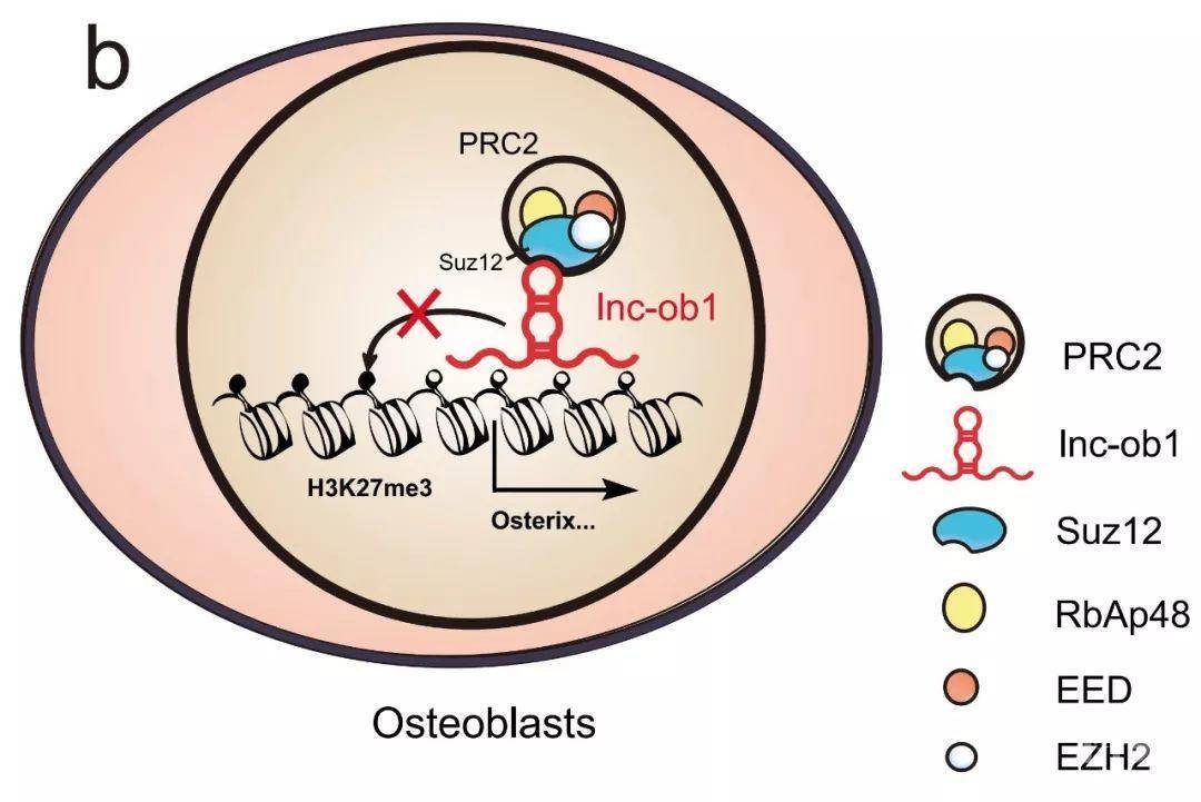 lnc ob1调控osterix表达的机制示意图