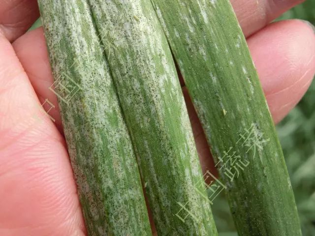 葱蓟马: 主要危害葱,洋葱,大蒜,韭菜热蔬菜.