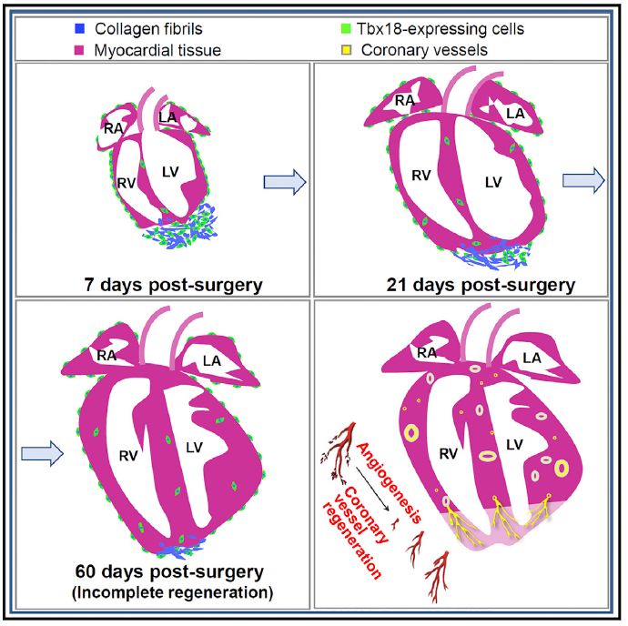 蔡卫斌组揭示心外膜细胞在新生哺乳动物心脏损伤修复中的贡献