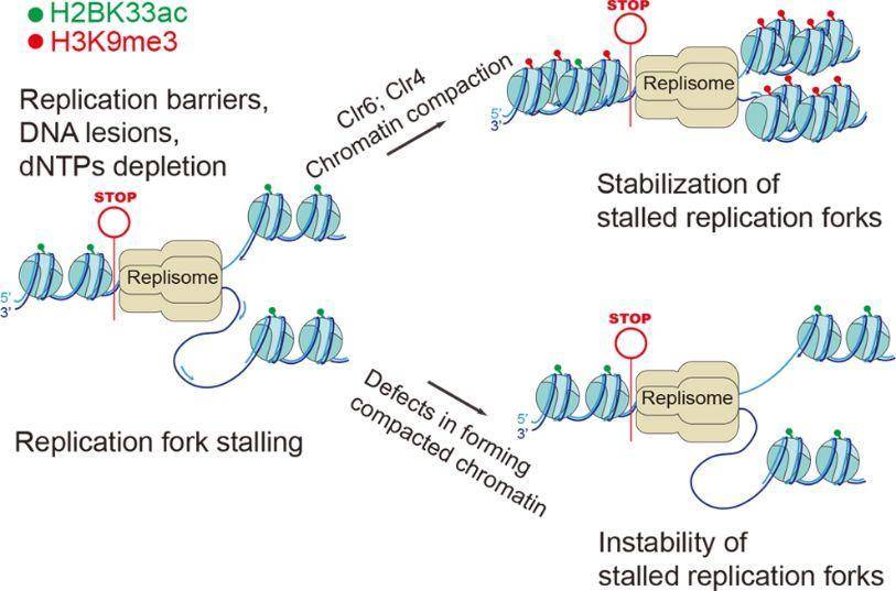 (native replication barrier sites)能激活the chromsfork cont