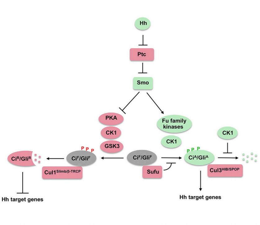 devcell|蒋进组发现促进hedgehog信号通路的新激酶