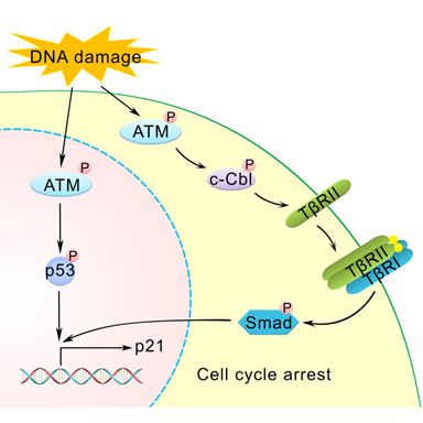【学术前沿】陈晔光组揭示dna损伤促进tgf-β信号通路