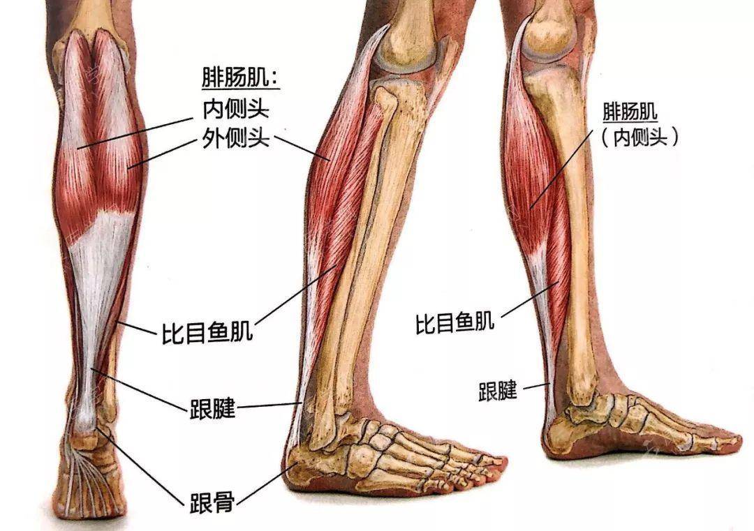 2小腿后侧肌肉过紧   当踝关节稳定不足时,比目鱼肌不足以维持踝关节