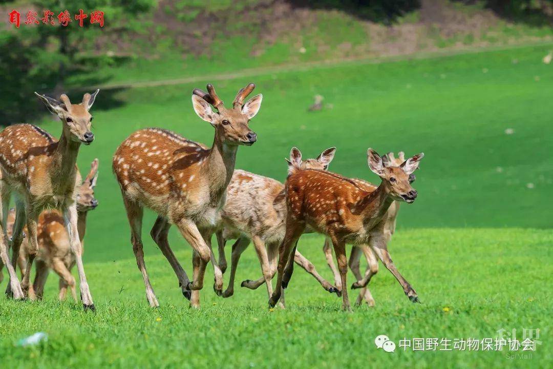 野生动物园 | 金山鹿苑