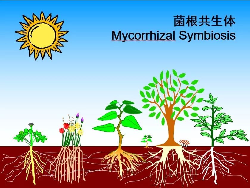 "太阳崇拜者"假说:植物对丛枝菌根的响应随纬度梯度变化的机制