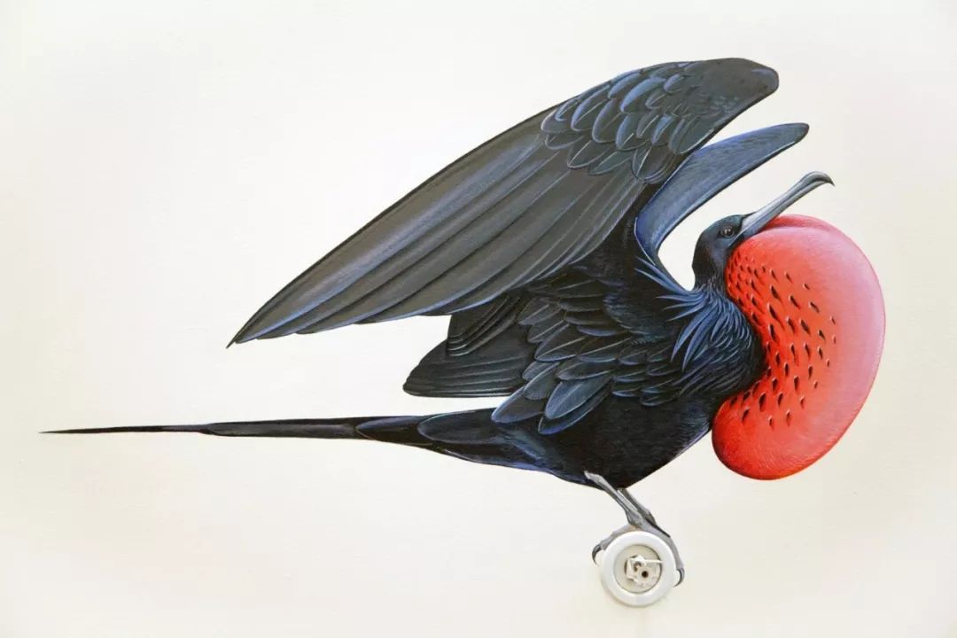 frigate bird 军舰鸟