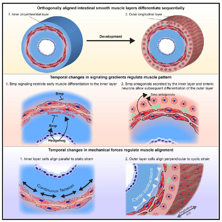 cell:肠道平滑肌如何"按部就班"?