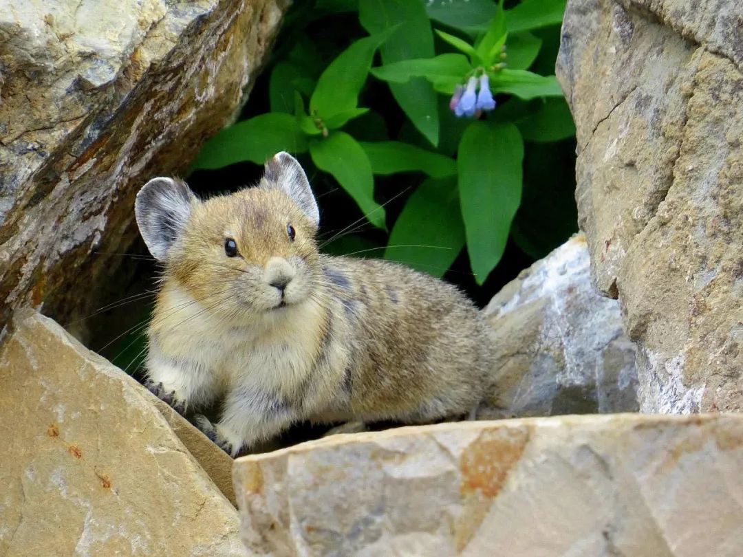影响美洲鼠兔气候响应的是地形而非遗传|《自然-气候变化》