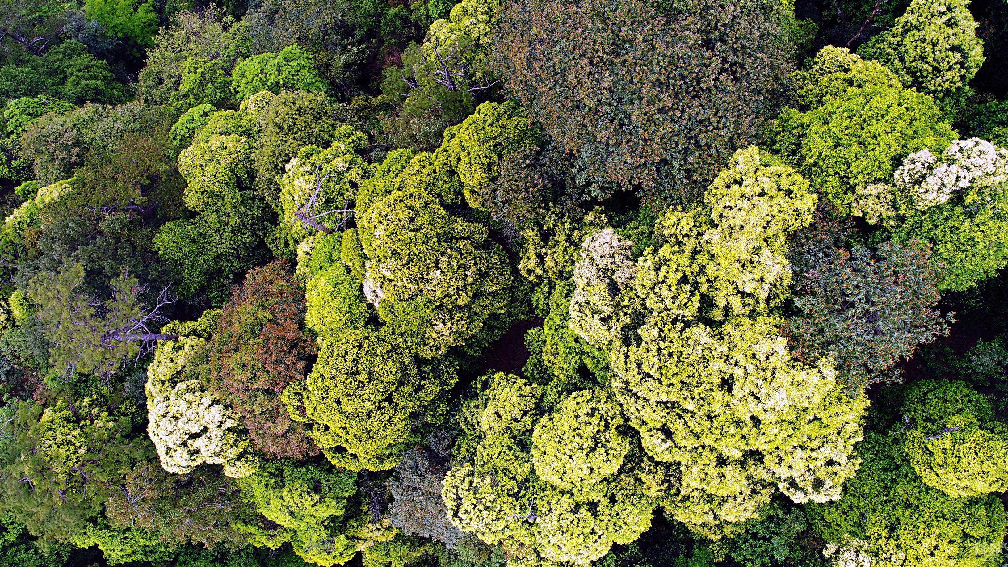 植物所在亚热带森林群落生物多样性维持机制研究中取得进展