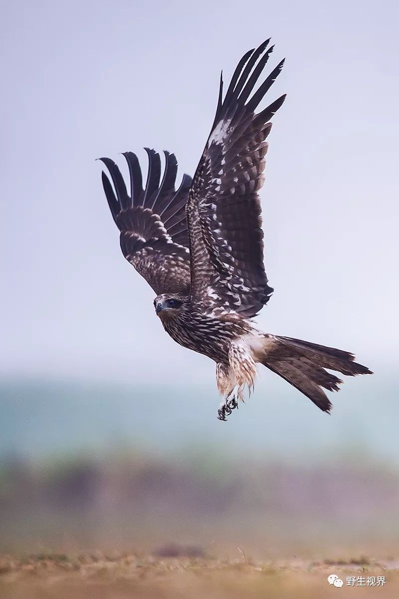 猛禽包括鹰,雕,鵟,鸢,鹫,鹞,鹗,鸮,鸺鹠等次级生态类群,均为掠食性