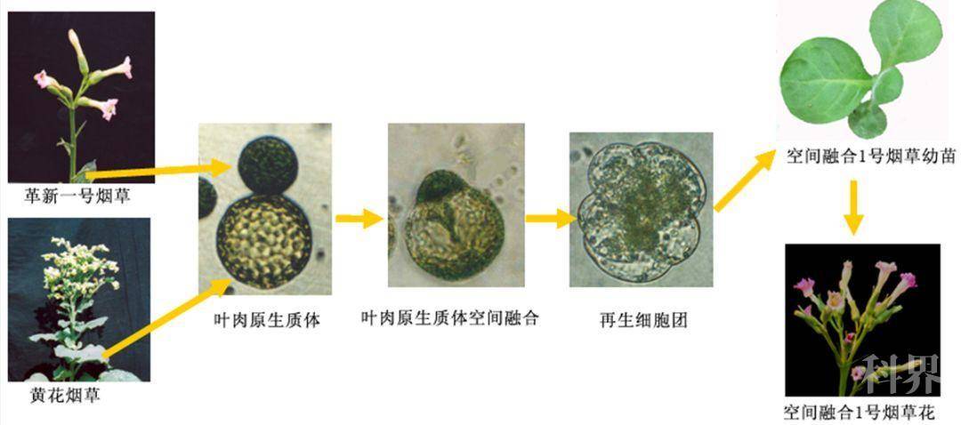 细胞电融合是研究通过电脉冲处理动植物细胞,达到细胞融合