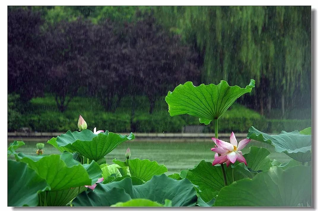 万万想不到:植物竟然"恐雨!