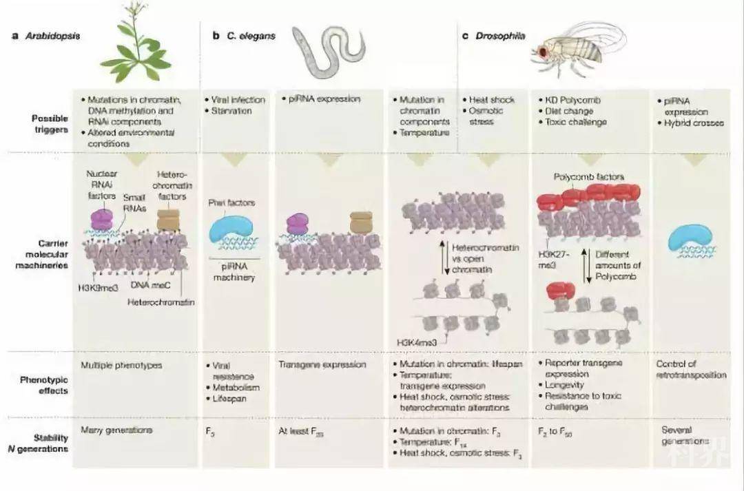 nature:表观遗传学进展将遗传学,环境与疾病联系了起来!