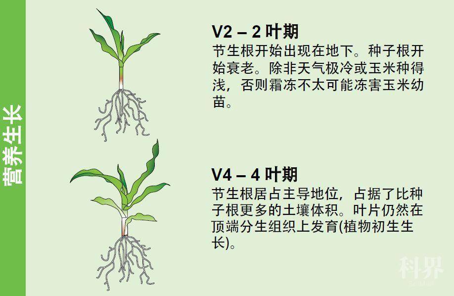 玉米的一生