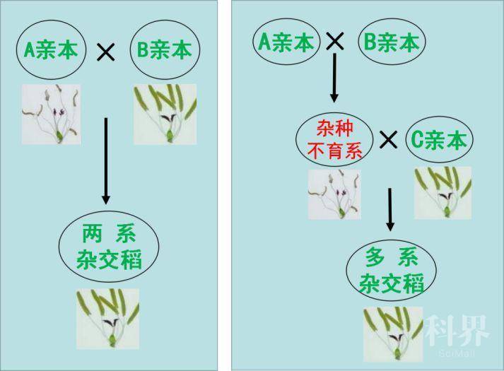 利用杂种不育水稻培育多系杂交稻的思路(谭炎宁制图)