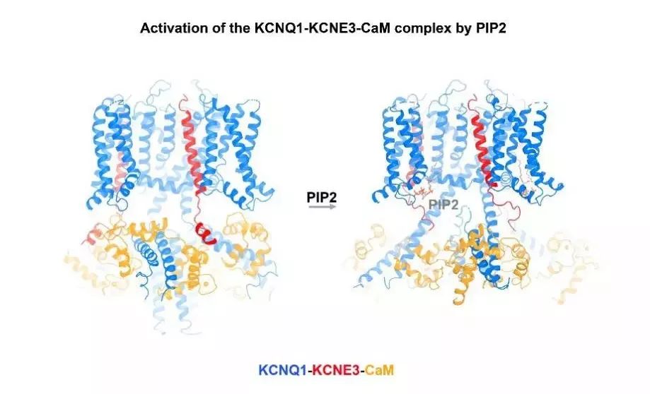 孙吉博士等解析kcnq1 钾离子通道的调节与控制机制