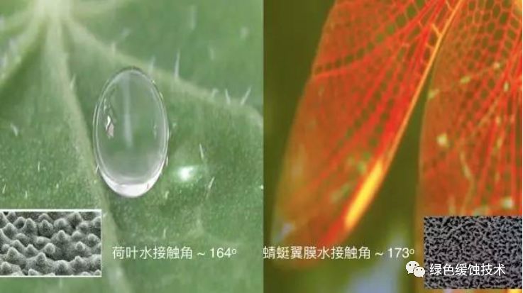 蛣2荷叶和蜻蜓翅膀超疏水现象