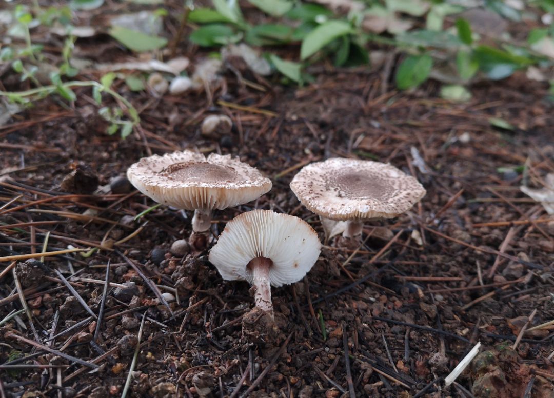 湖南人,路边的野蘑菇你莫乱采,误食可能致死!