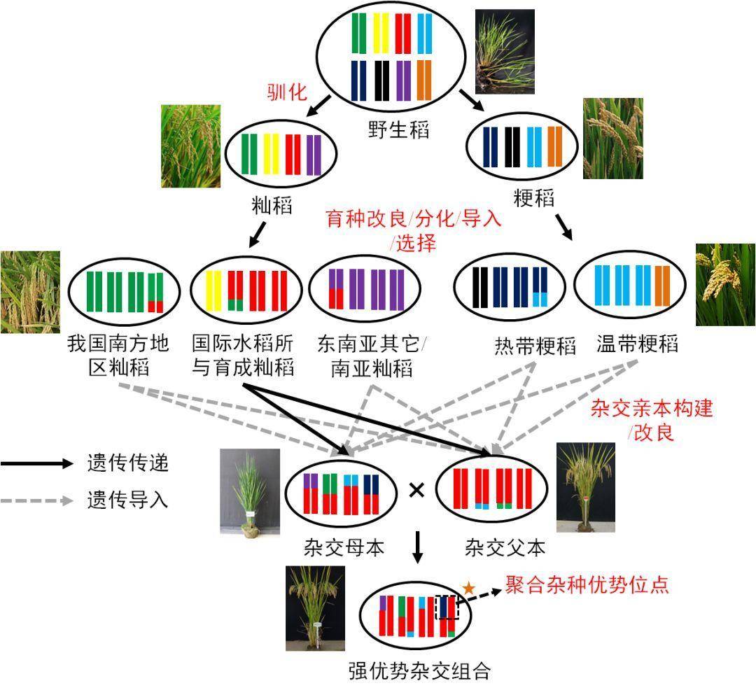 pnas 北京大学邓兴旺/何航团队揭示杂交水稻杂种优势位点形成遗传