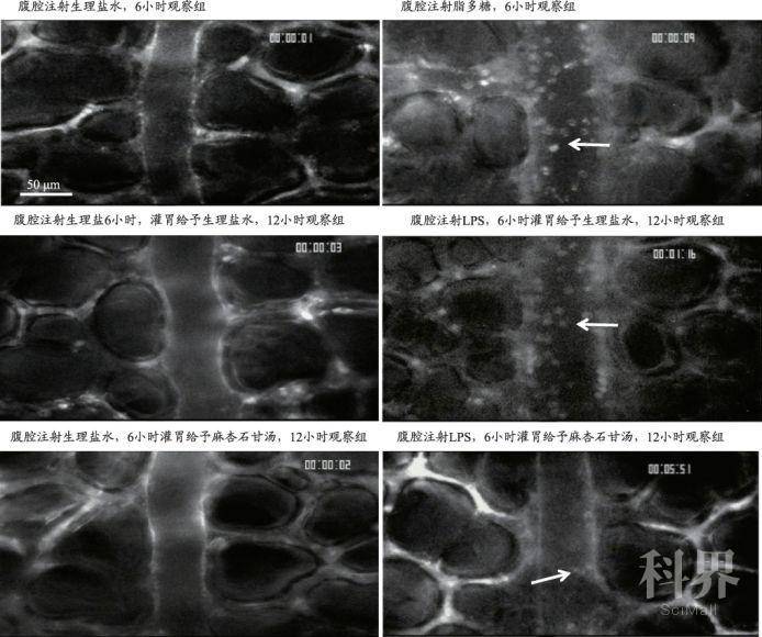 注射用益气复脉(冻干)改善休克脱证的作用机理 我们用腹腔注射lps(7