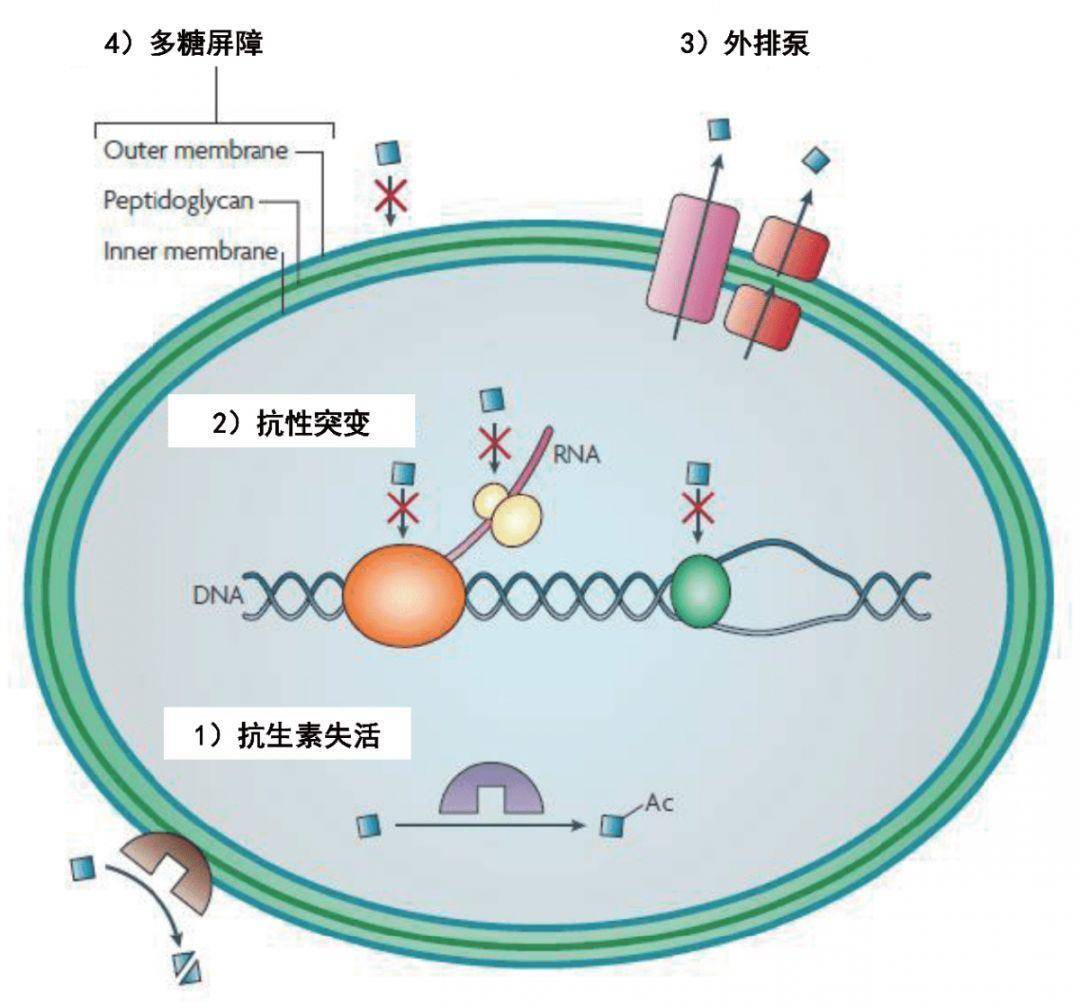 朱永官等:土壤生态系统中抗生素抗性基因与星球健康