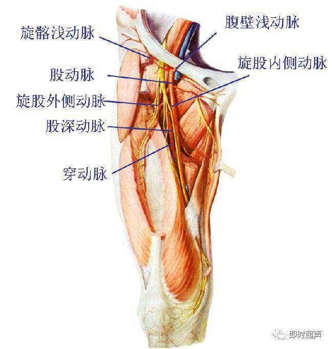 尺动脉① 骨间总动脉② 掌深支 二,下肢动脉解剖概要 1.