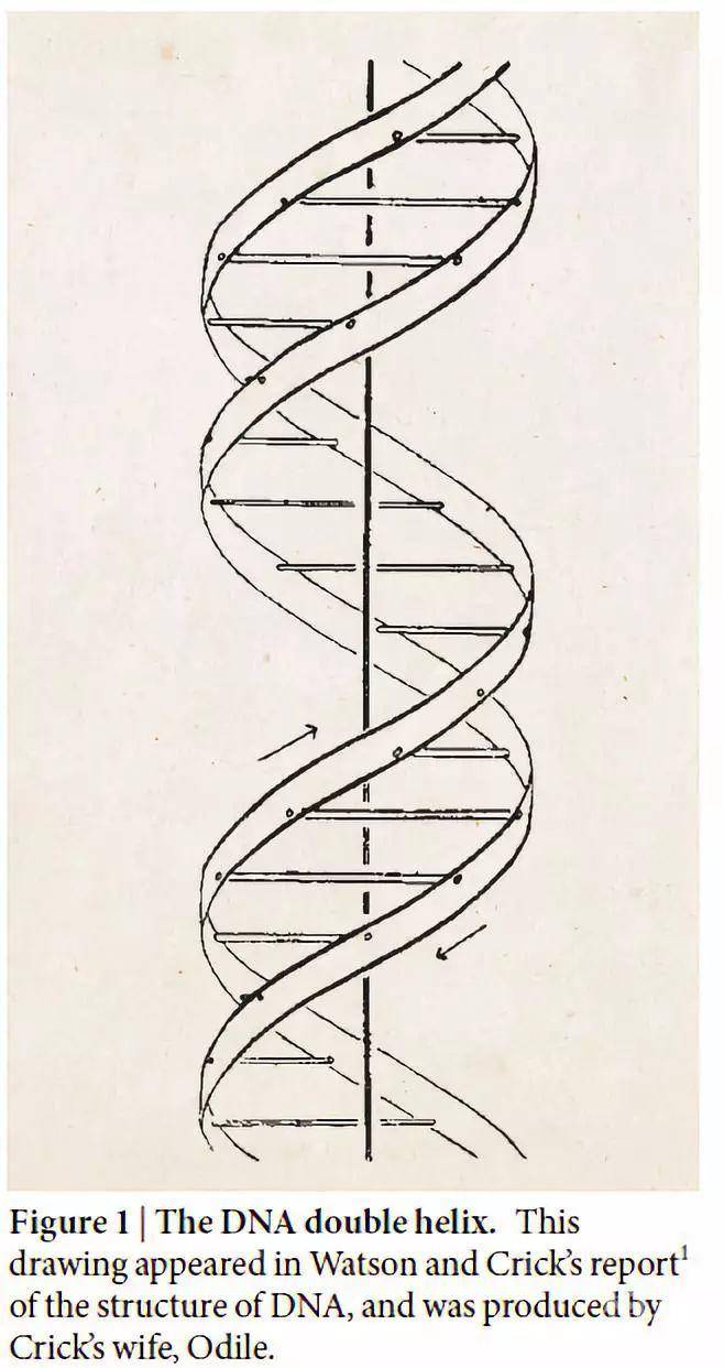 nature :dna结构的发现:开创生物学研究新纪元