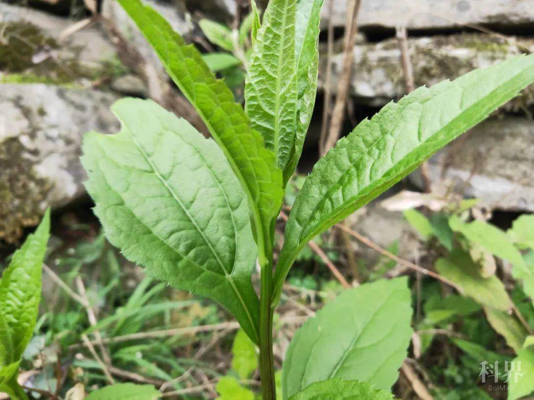 贵州人最爱的18种野菜,你尝过几种?