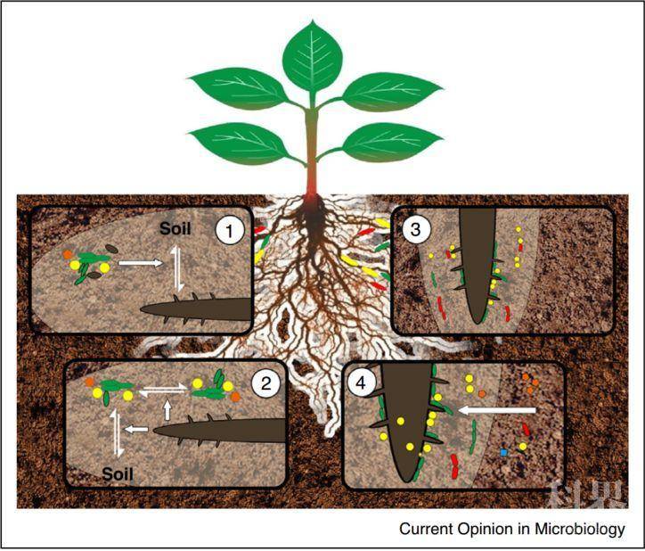 com:根系-土壤-微生物互作