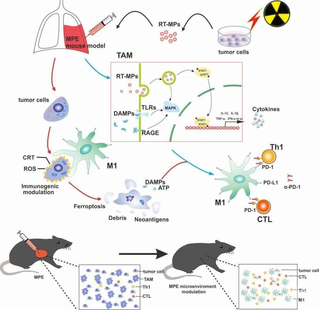 science子刊:武汉协和医院团队破解放疗旁观者效应之谜