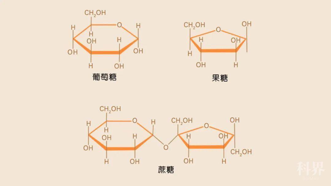 ○ 葡萄糖,果糖和蔗糖.