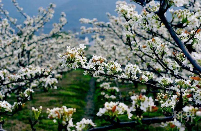 创森专题 | 魏县梨文化旅游节 魏县自2001年举办第一届梨花节(魏县