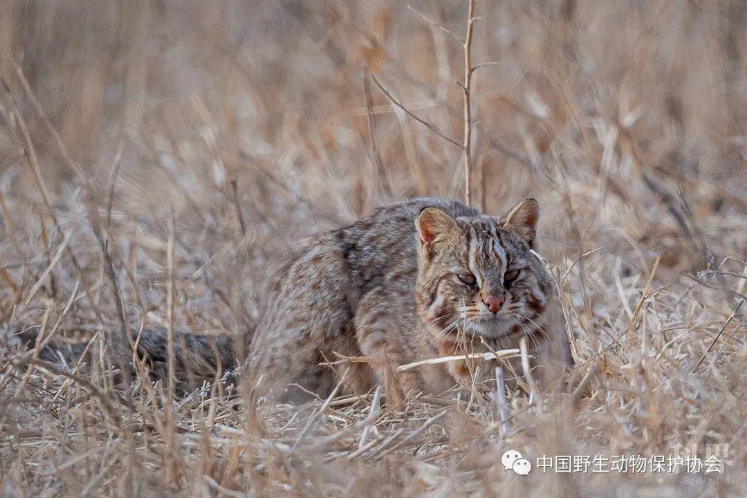 野生世界 | 豹猫(北方亚种)