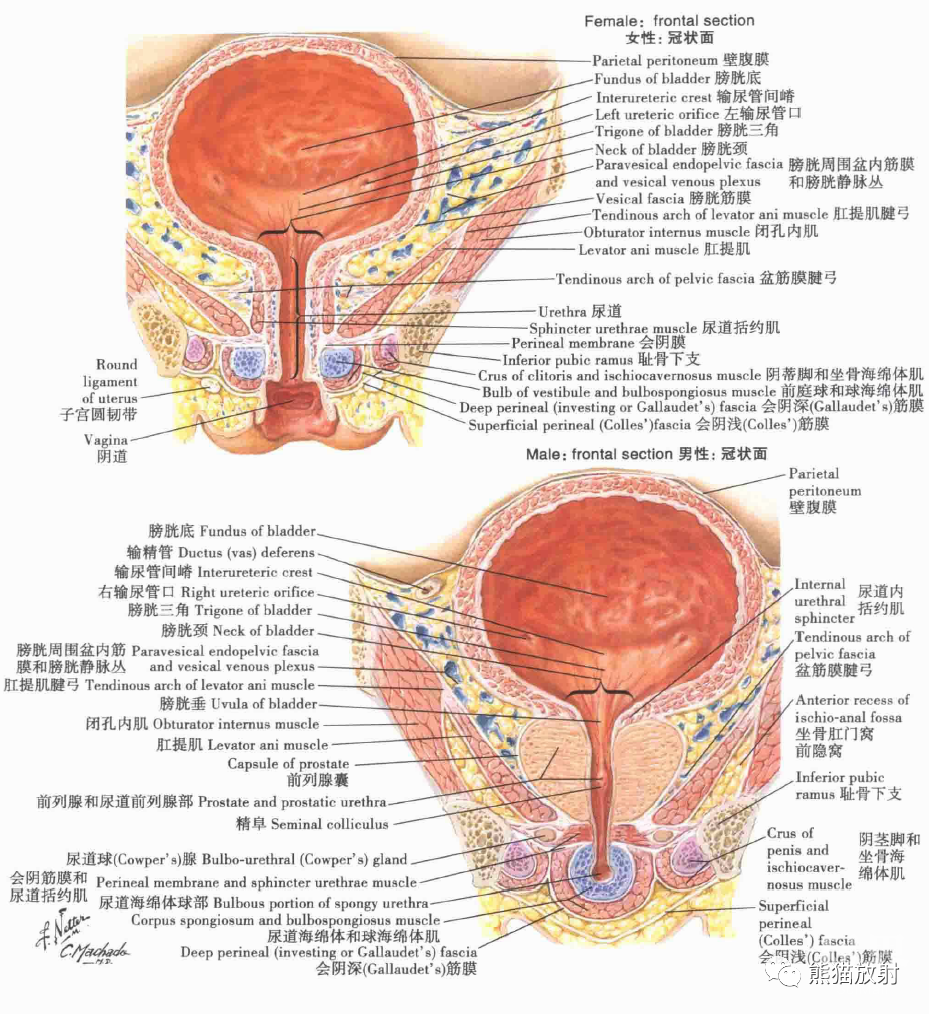 膀胱:女性和男性