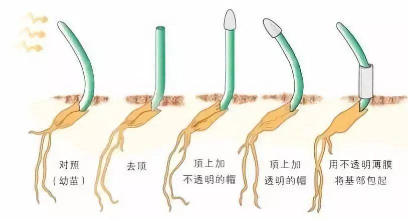 查尔斯·达尔文父子用金丝雀虉草(图1)进行了经典的植物向光性实验